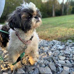 Kira - Shih Tzu