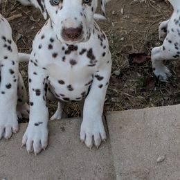 Dalmatian and Labrador Retriever Puppies from CountrySide Dalmatians & Locks of Love Labradors