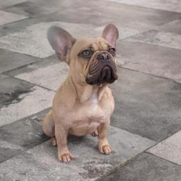Nala - French Bulldog
