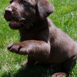 Labrador Retrievers from Destiny Labradors