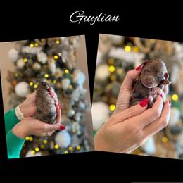 Guylian - Merle male Goldendoodle puppy in Gilbert, Arizona from Sunny Doodles