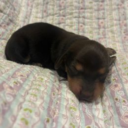 Weasel - Wild boar male Dachshund puppy in Dobson, North Carolina from Oakleys Dachshund Haven