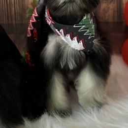 Miniature Schnauzer Puppies from JC miniature schnauzers