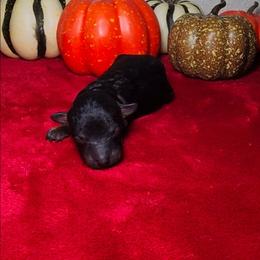 ARES - Phantom male Poodle puppy in Palmdale, California from J Designer Puppies