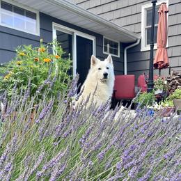 Berger Blanc Suisse and German Shepherd Puppies from Vom Hundhaus Shepherds