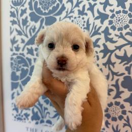 Skye - White female Maltipoo puppy in Wendell, North Carolina from Teddys Teddy Bears