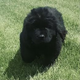 Gray Girl - Black female Newfoundland puppy in Richland, Washington from CBN