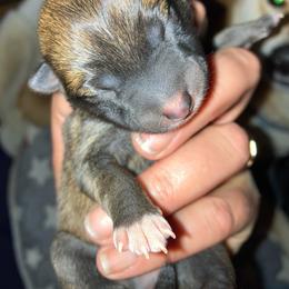 Lemon - Red female Shiba Inu puppy in Nashua, New Hampshire from My Beloved Shiba LLC