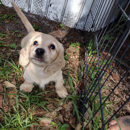 Dachshund Puppies from Katrina's Punk Rock Dachshunds