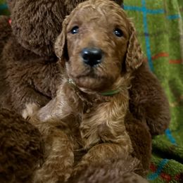 Kenai - Red  male Poodle puppy in Smithville, Mississippi from Shenanigans Red & Apricot Standard Poodles