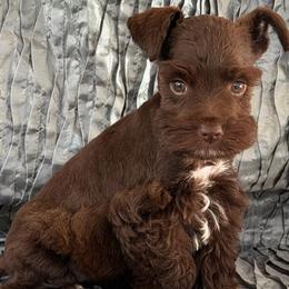 Moose - Liver male Miniature Schnauzer puppy in Moreauville, Louisiana from Bayou Schnauz and Dals