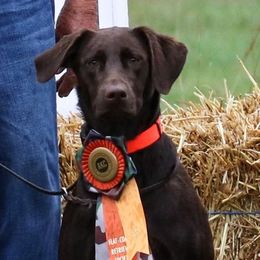Labrador Retrievers from James' Labrador Retrievers