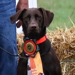 Labrador Retrievers from James' Labrador Retrievers
