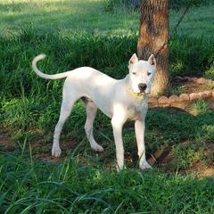 Dogo Argentino All Grown Up from Cazadores Del Monte Bajo