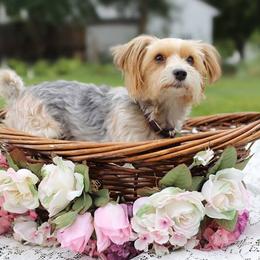 Elsa - Morkie