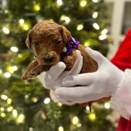 Lainey Wilson - Red  female Goldendoodle puppy in Camden, North Carolina from Oopsie Doodles of NC