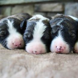 Bordoodle puppies from Cherry Blossom Doodles