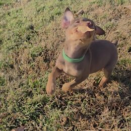 Miniature Pinscher and Pembroke Welsh Corgi Puppies from Liberty Hill Farm