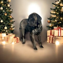 Deuce - Mastiff