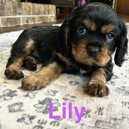 Lily - Black and tan female Cavalier King Charles Spaniel puppy in Ormond Beach, Florida from Parkside Cavaliers