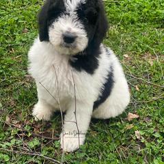 Goldendoodle, Labradoodle, Poodle, and Saint Berdoodle Puppies from Dent’s Doodles