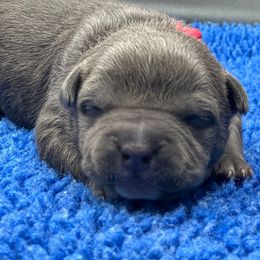 PINK - Blue female American Bully puppy in Union County, North Carolina from XLRG BULLIES