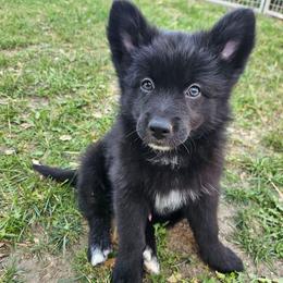 Moose - Black male Pomsky puppy in Southern California, California from SoCal Pomskies LLC