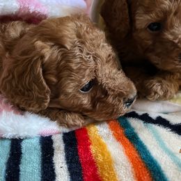 Cavachons, Cavalier King Charles Spaniels, Cavapoos, and Poodles from Tinkerpups