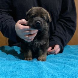 German Shepherd and Miniature American Shepherd Puppies from Von Südwest German Shepherds and Mini American Shepherds