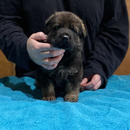 German Shepherd and Miniature American Shepherd Puppies from Von Südwest German Shepherds and Mini American Shepherds