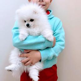 Pomeranian Puppies from Kouture Pomeranians