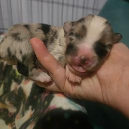Bourbon - Blue merle male Miniature American Shepherd puppy in New Providence, Pennsylvania from Tons of Kisses