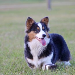 American Corgi, Border Collie, and Pembroke Welsh Corgi All Grown Up from Cowtown Corgis & Border Collies