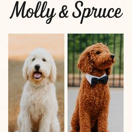 Goldendoodle puppies from Mollyslilpups