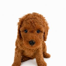 Ace - Red  male Goldendoodle puppy in Warrensburg, Missouri from Supreme Doodles