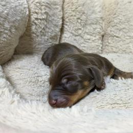 Almond - AKC - Dapple male Dachshund puppy in Sterling, Colorado from Country Chics Doxies