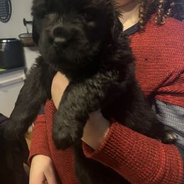 Newfoundland Puppies from Burning Embers Newfoundlands