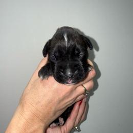 Boy 2 - Brindle male Boxer puppy in Jamesville, New York from Reynolds Homestead Boxers