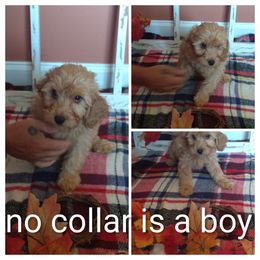 Boy 1 - Red male Cavapoo puppy in Ranger, Georgia from Gemini's Cavapoos