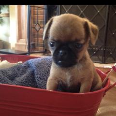 Bernese Mountain Dog and Brussels Griffon Puppies from Brooks Berner Bears