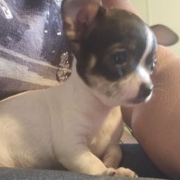 Starchild - Black and white female Chihuahua puppy in Marianna, Florida from Garden Tub Chihuahuas
