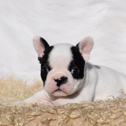 French Bulldog, Golden Retriever, and Labrador Retriever Puppies from Trigger Time Kennels