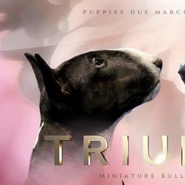 Tallie  - Miniature Bull Terrier