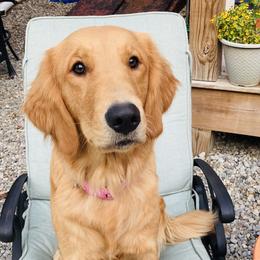 Goldendoodles and Golden Retrievers from Stay Golden