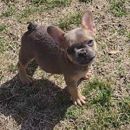 Maggie - Blue fawn female French Bulldog puppy in Ardmore, Oklahoma from Big Ox Bulldogs
