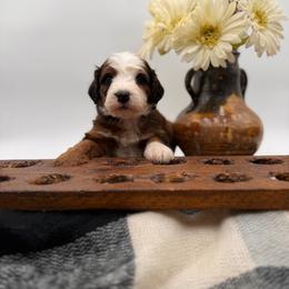 Chrome - Sable male Bernedoodle puppy in Ocala, Florida from Bernedoodles of Florida