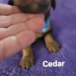 Cedar - Chocolate and tan male Dachshund puppy in Onalaska, Texas from Weenies on the Lake
