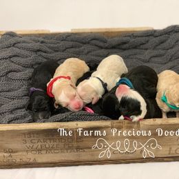Goldendoodle and Sheepadoodle Puppies from The Farms Precious Doodles