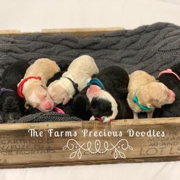 Goldendoodle and Sheepadoodle Puppies from The Farms Precious Doodles