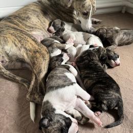 Shep - Fawn brindle male Whippet puppy in Lakewood, Ohio from Steadfast Whippets